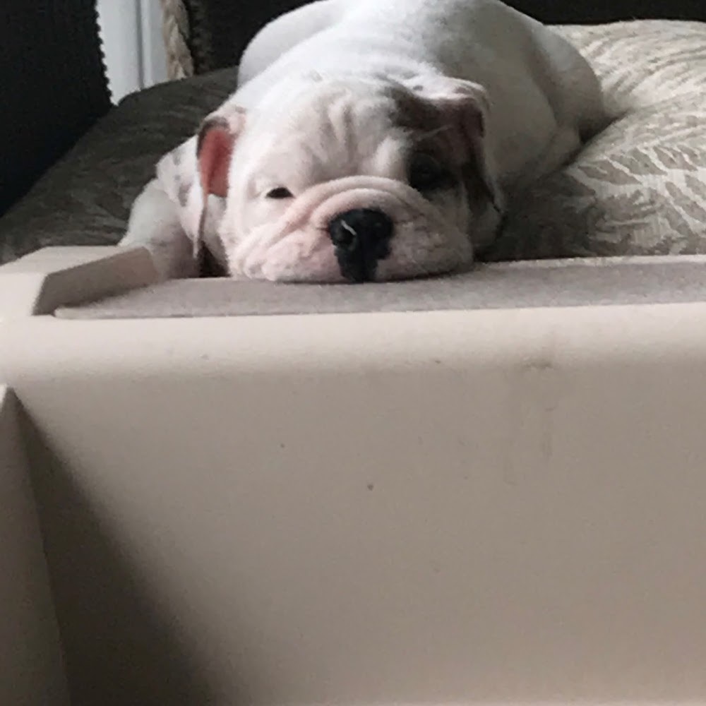 Meet your Posher, Winston